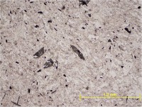 /album/galeria42/muscovita-ldn-jpg/